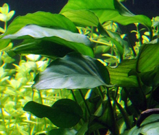 Анубиас Бартера (Anubias barteri var.Barteri)