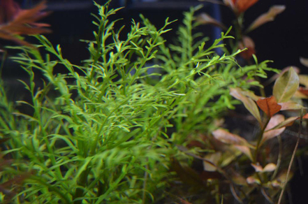 Гигрофила Одора (Hygrophila odora)