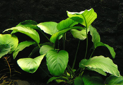 Анубиас Бартера (Anubias barteri var.Barteri)