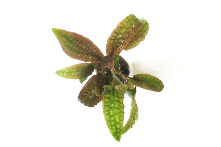 Криптокорина Гудоро (Cryptocoryne hudoroi)