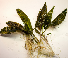 Криптокорина Гудоро (Cryptocoryne hudoroi)