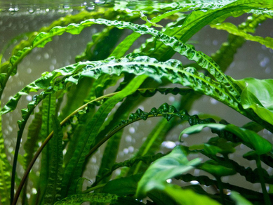 Криптокорина апоногетонолистная (Cryptocoryne aponogetifolia)