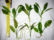 Эхинодорус селловианус (Echinodorus sellovianus)