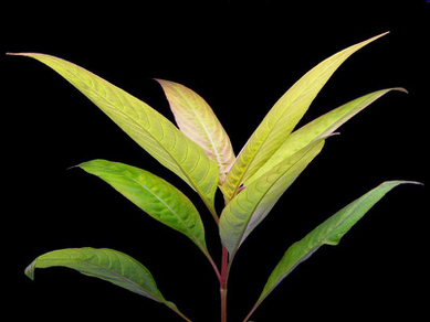 Гигрофила сиамская (Hygrophila corymbosa Siamensis)