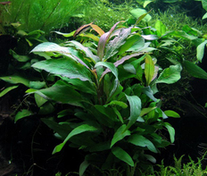 Гигрофила сиамская (Hygrophila corymbosa Siamensis)