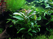 Гигрофила сиамская (Hygrophila corymbosa Siamensis)