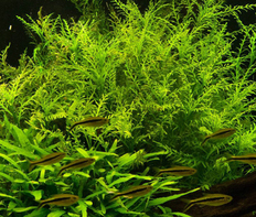 Гигрофила Одора (Hygrophila odora)