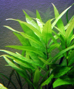 Гигрофила сиамская (Hygrophila corymbosa Siamensis)