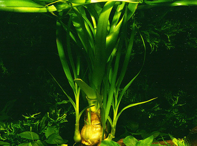 Кринум тайландский (Crinum thaianum)