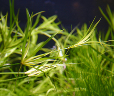 Юнцус ползучий (Juncus repens)