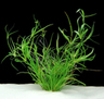 Юнцус ползучий (Juncus repens)