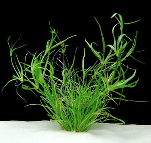 Юнцус ползучий (Juncus repens)