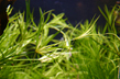 Юнцус ползучий (Juncus repens)