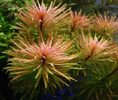 Людвигия кубинская (Ludwigia inclinata sp.Cuba)