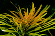 Людвигия кубинская (Ludwigia inclinata sp.Cuba)