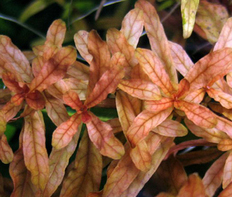 Людвигия наклоняющаяся (Ludwigia inclinata)