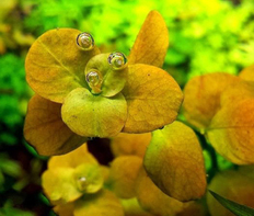 Людвигия Марилия (Ludwigia Marilia)