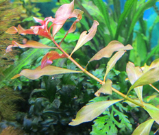 Людвигия болотная (Ludwigia palustris)