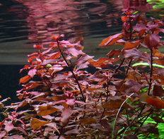 Людвигия болотная ярко-красная (Ludwigia palustris sp.Super Red)