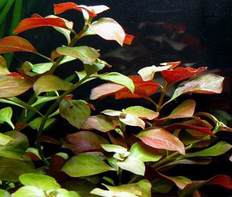 Людвигия ползучая (Ludwigia natans)