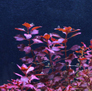 Людвигия болотная ярко-красная (Ludwigia palustris sp.Super Red)