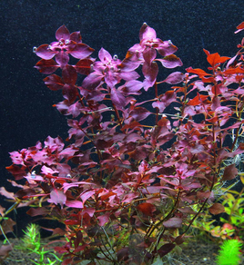 Людвигия болотная ярко-красная (Ludwigia palustris sp.Super Red)