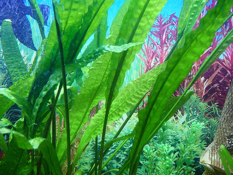 Cryptocoryne : Cryptocoryne wendtii: la pianta che accontenta tutti gli ... : It is famous for a great variety of its species, forms, colors and sizes.
