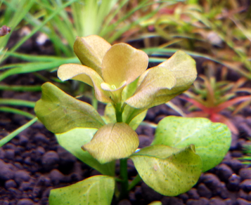 Людвигия Марилия (Ludwigia Marilia)