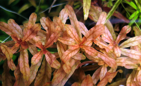 Людвигия наклоняющаяся (Ludwigia inclinata)