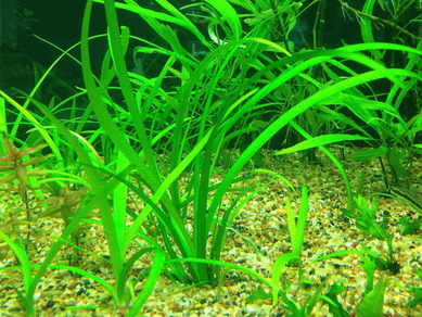 Сагиттария шиловидная (Sagittaria subulata)