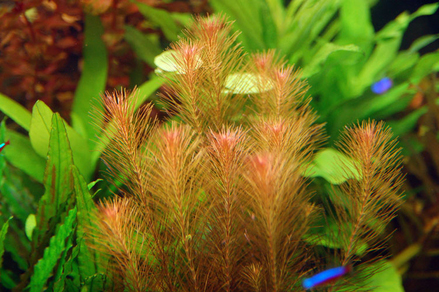 Ротала Валлиха (Rotala wallichii)