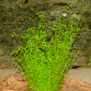 Микрокарпея карликовая (Microcarpaea minima)