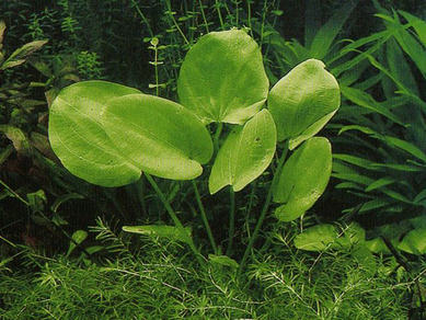 Эхинодорус грандифолиус (Echinodorus grandifolius)