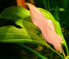 Эхинодорус розовый (Echinodorus Rose)