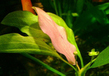 Эхинодорус розовый (Echinodorus Rose)