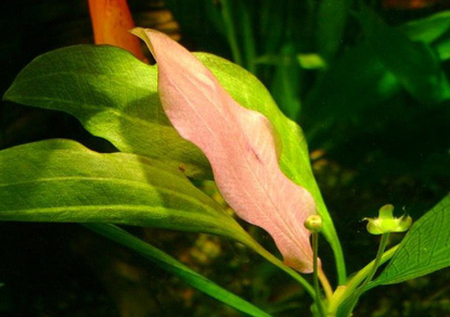 Эхинодорус розовый (Echinodorus Rose)