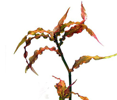 Мурданния розовая (Murdannia sp.Pink)