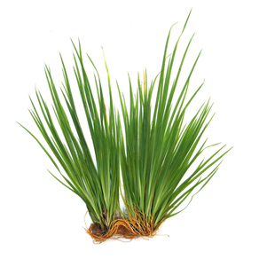 Циперус Хелфера (Cyperus helferi)