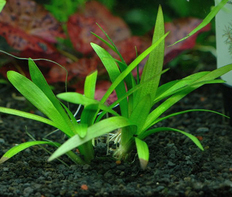 Сагиттария раскидистая (Sagittaria platyphylla)