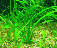 Сагиттария карликовая (Sagittaria subulata)