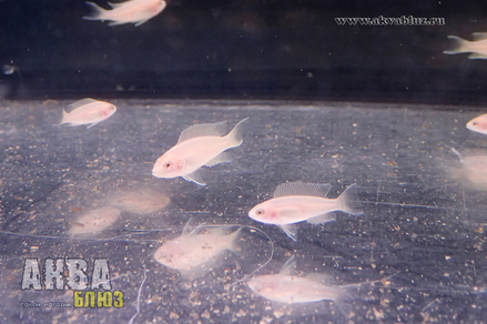 Принцесса Бурунди золотая (Neolamprologus brichardi var.Albino)