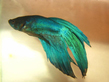 Петушок сиамский зеленый (Betta splendens var.Green)