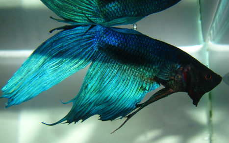 Петушок сиамский зеленый (Betta splendens var.Green)