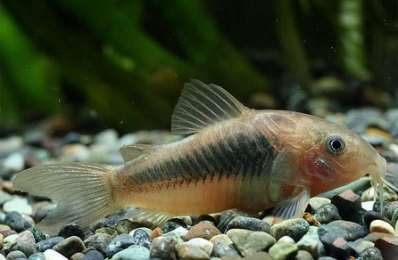 Коридорас золотистый (Corydoras aeneus)