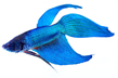 Петушок сиамский голубой (Betta splendens var.Blue)