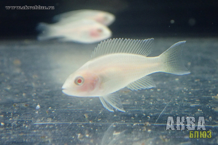 Принцесса Бурунди золотая (Neolamprologus brichardi var.Albino)