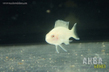 Принцесса Бурунди золотая (Neolamprologus brichardi var.Albino)