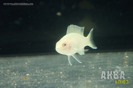 Принцесса Бурунди золотая (Neolamprologus brichardi var.Albino)