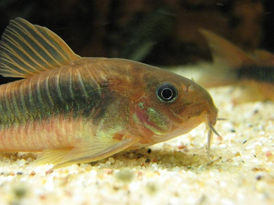 Коридорас золотистый (Corydoras aeneus)