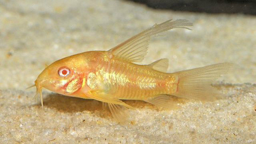 Коридорас крапчатый альбинос (Corydoras paleatus var.Albino)